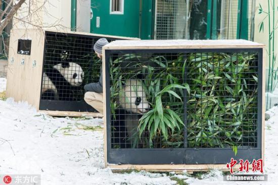 　　资料图片：当地时间2018年12月2日，奥地利维也纳，在奥地利出生的2岁大熊猫双胞胎“福伴”和“福凤”离开维也纳动物园，启程回国。回国后，它们将被安置在成都的新家。 图片来源：东方IC 版权作品 请勿转载